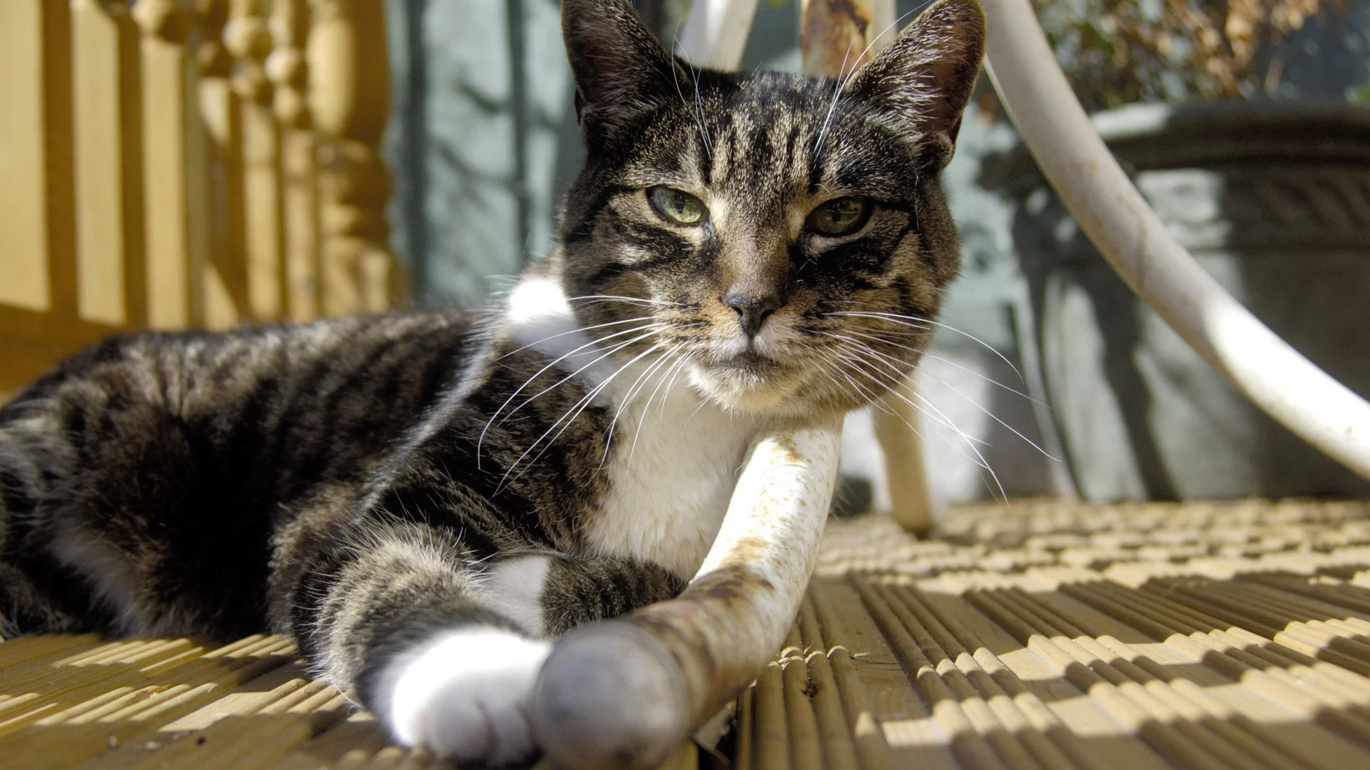 усы, кошка, ножка стола, кот