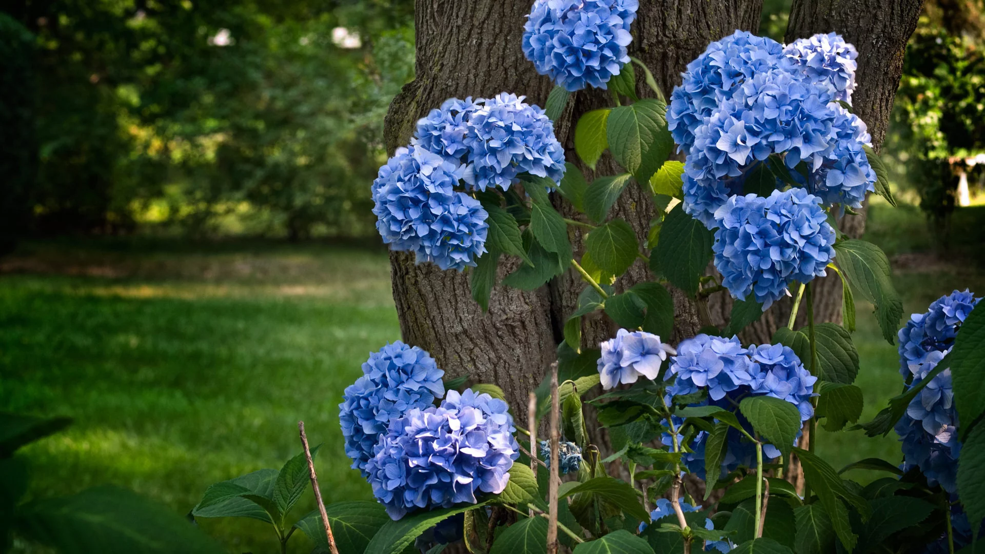 hydrangea, гортензия, синий, дерево, природа, ствол, цветы