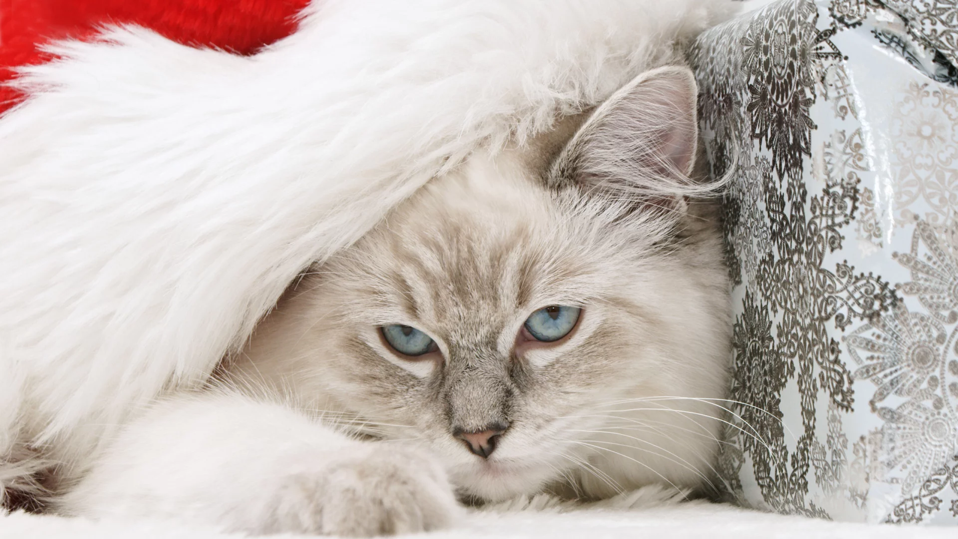 голубые глаза, кошка, дремлет