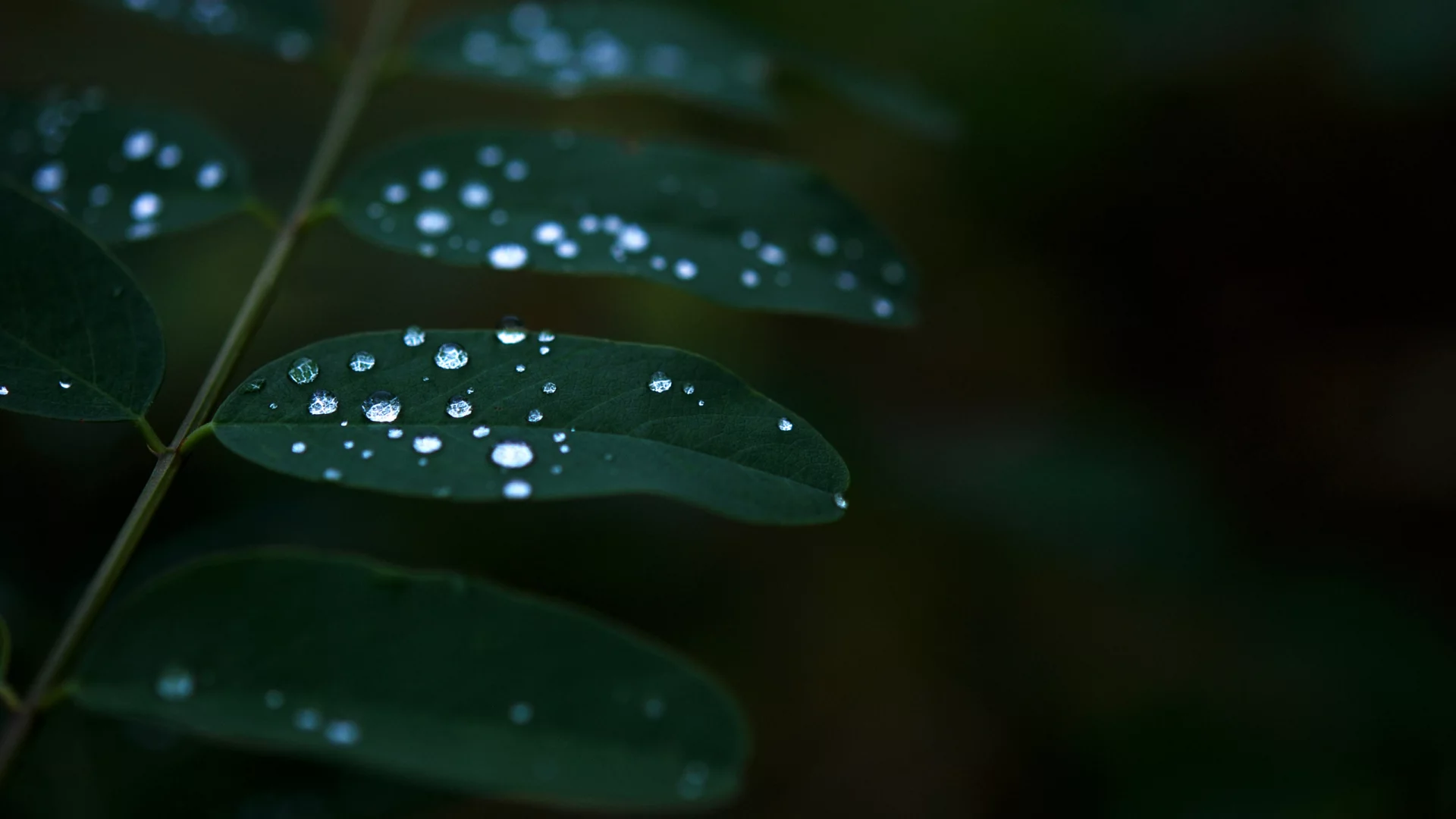 листья, растение, темнота, роса, green, вода, зелень, природа, капли, зеленый, макро