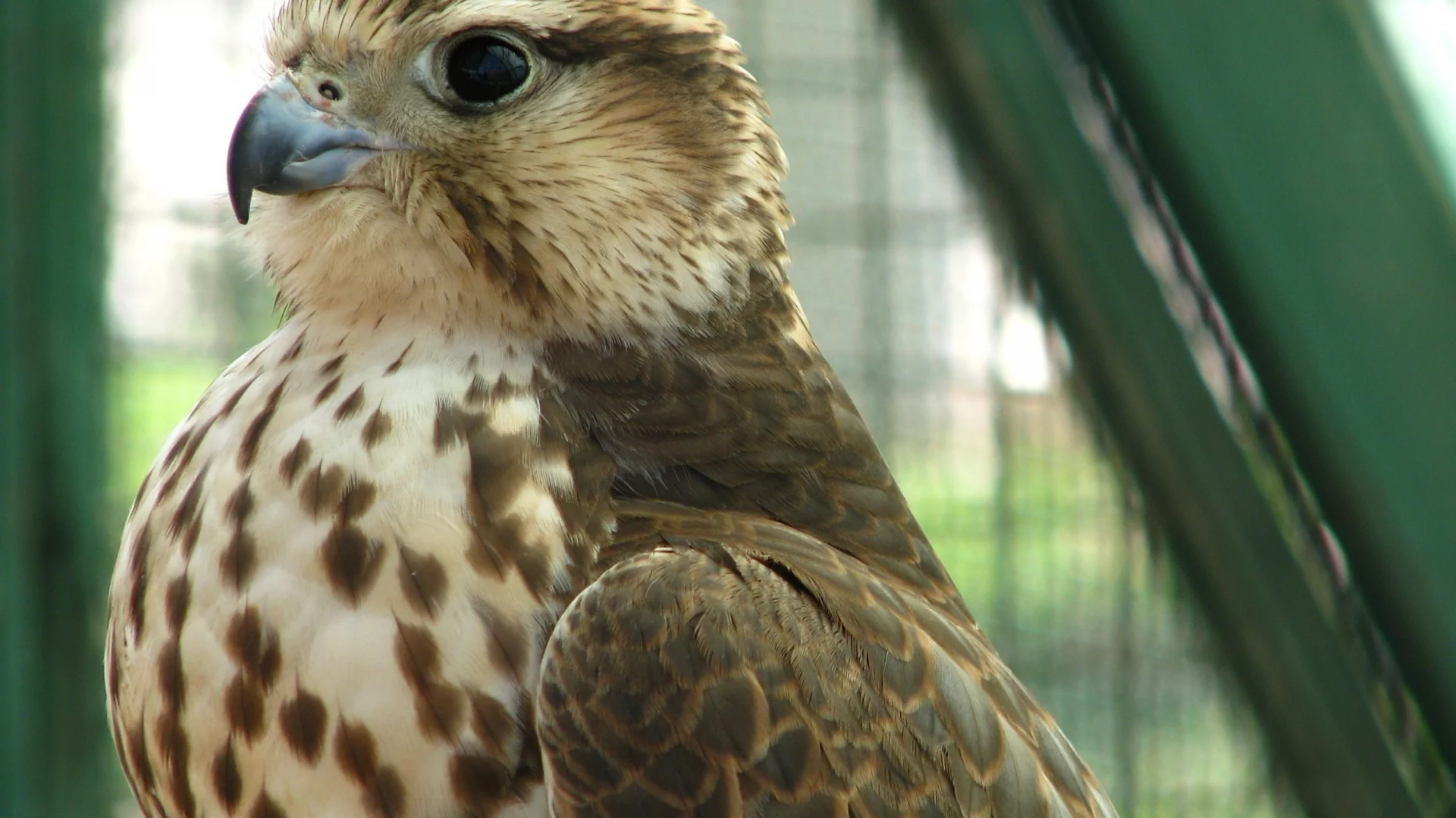 хищник, кречет, merlin, птица