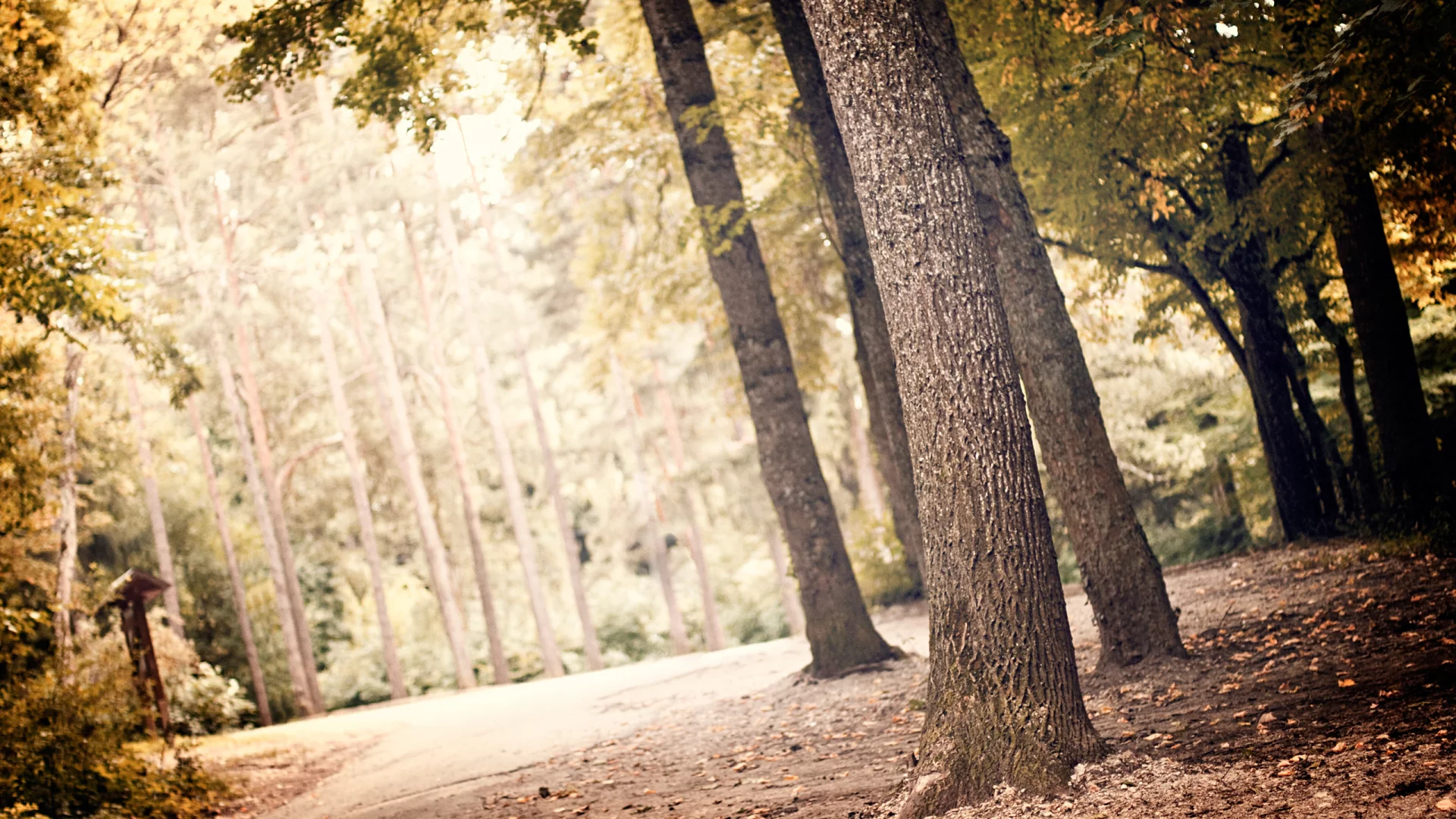 деревья, листья, природа, nature, landscape, greenery, листва, пейзаж, лес, leaves, зелень, свет, leaf, trees, light, 2560x1600, forest