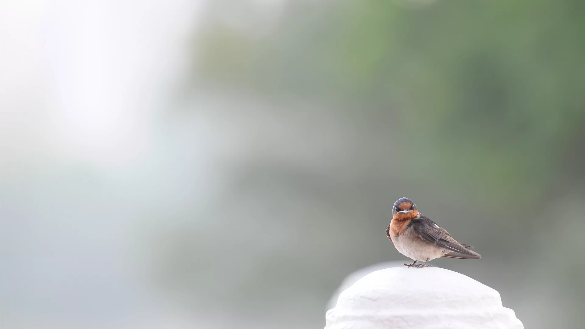 воробей, sparrow, птица
