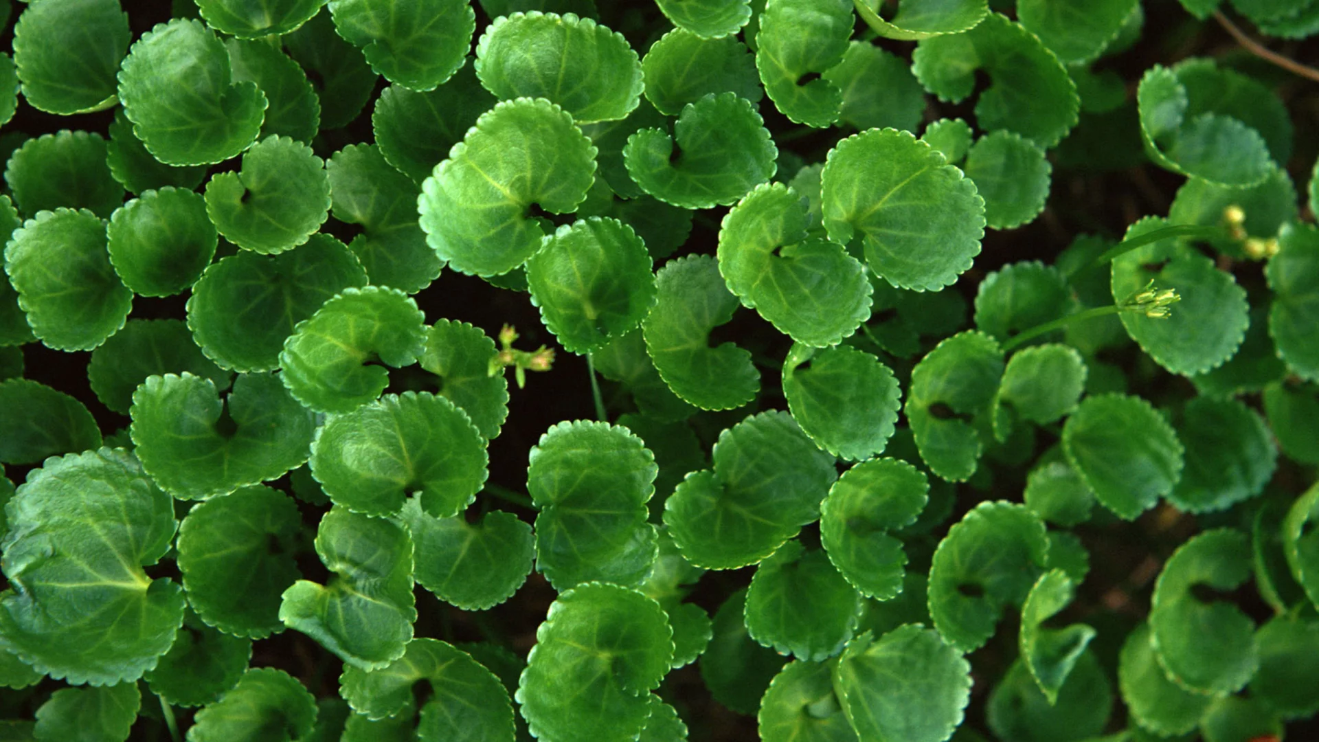 листья, fresh greenery, зелень