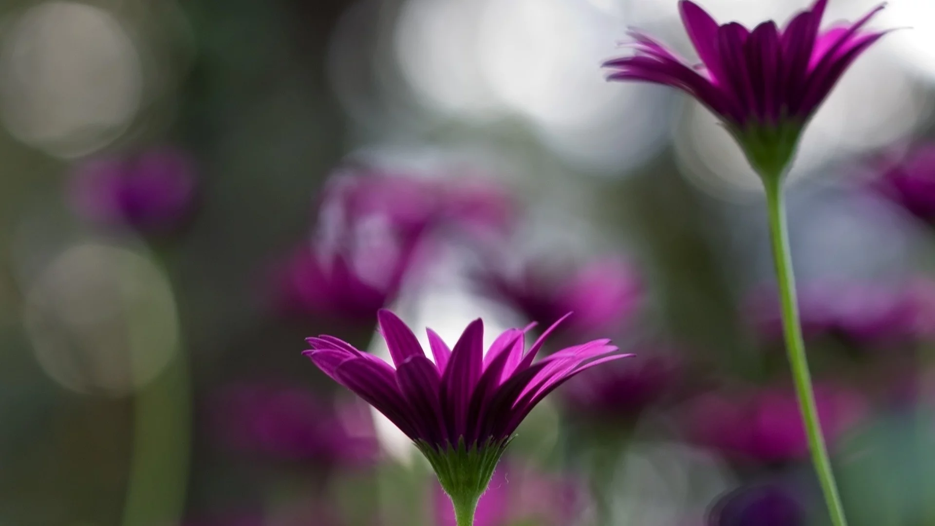 wallpapers, макро, цветы, природа