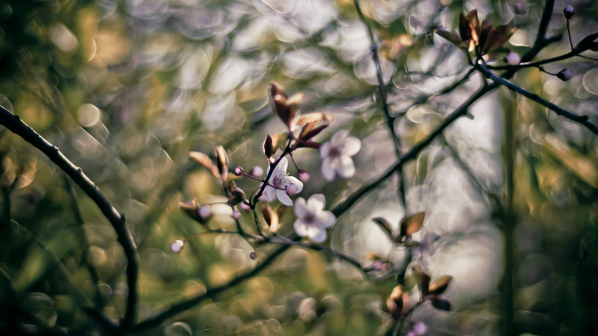 боке, 1920x1080, весна, branches, bokeh, краски, ветки, spring, nature, цветы, colors, flowers, природа