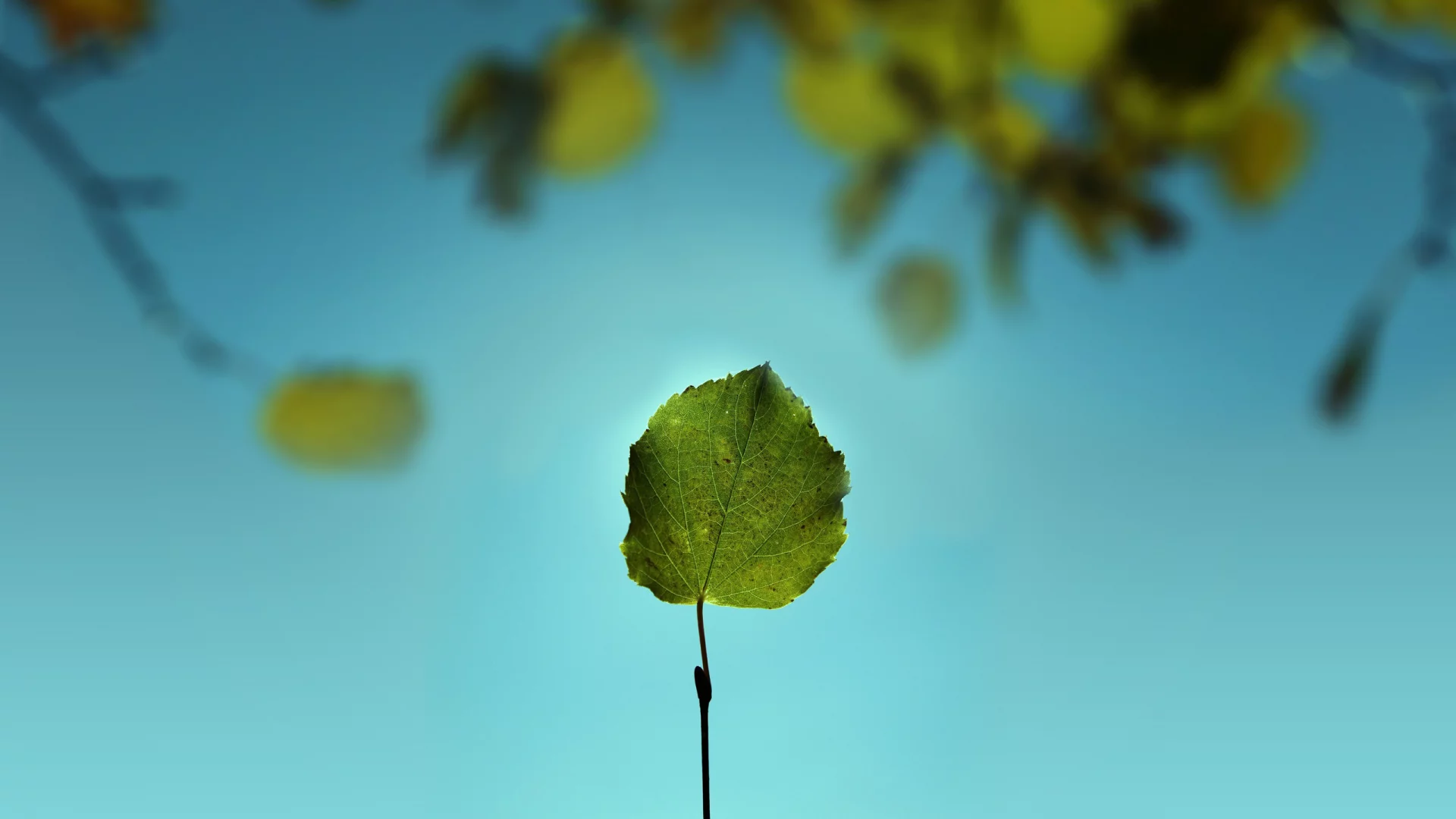 nature, ветка, листва, макро, лист, листок, зелень, природа, небо