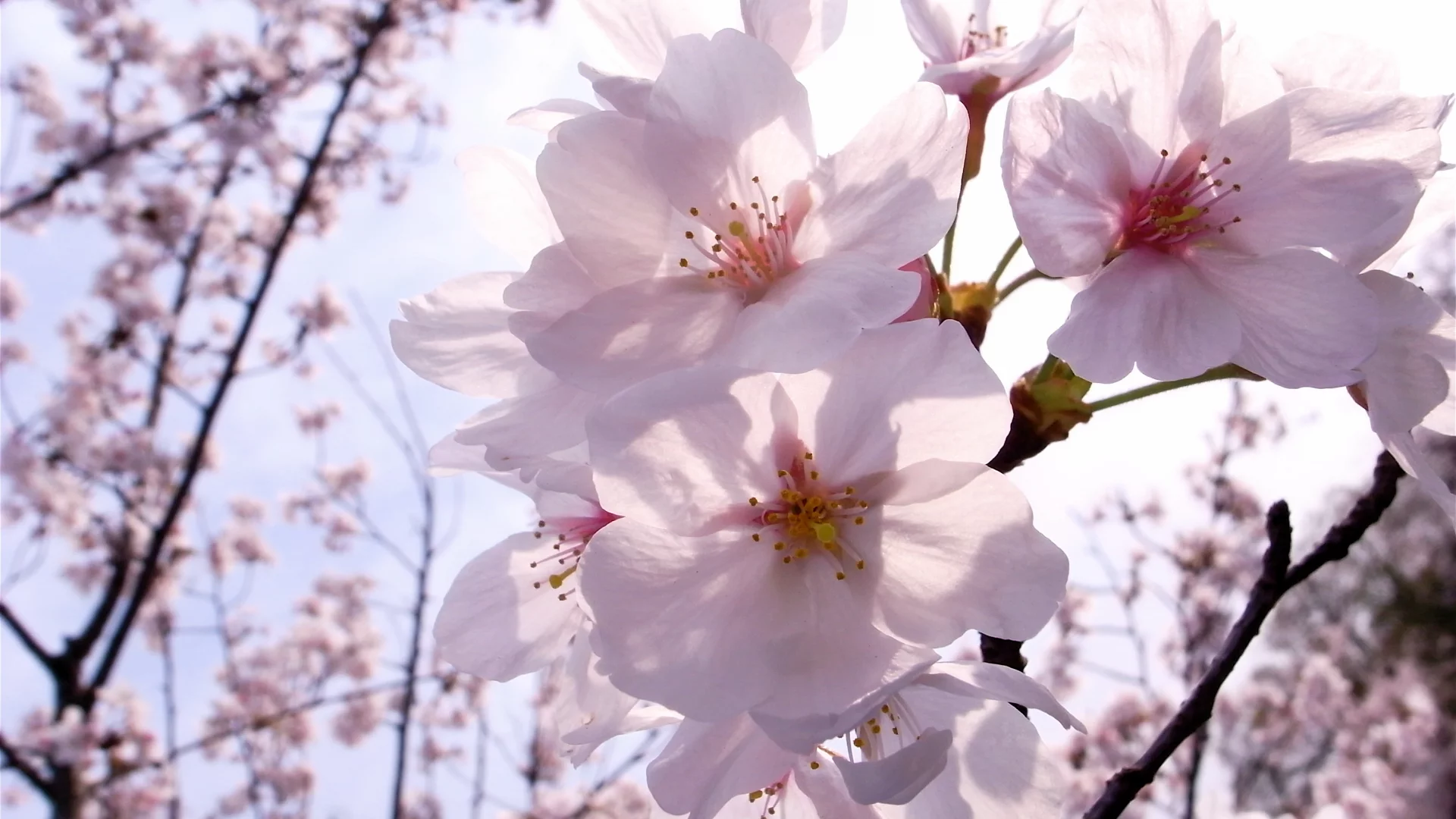 цветы, весна, ветка, sakura