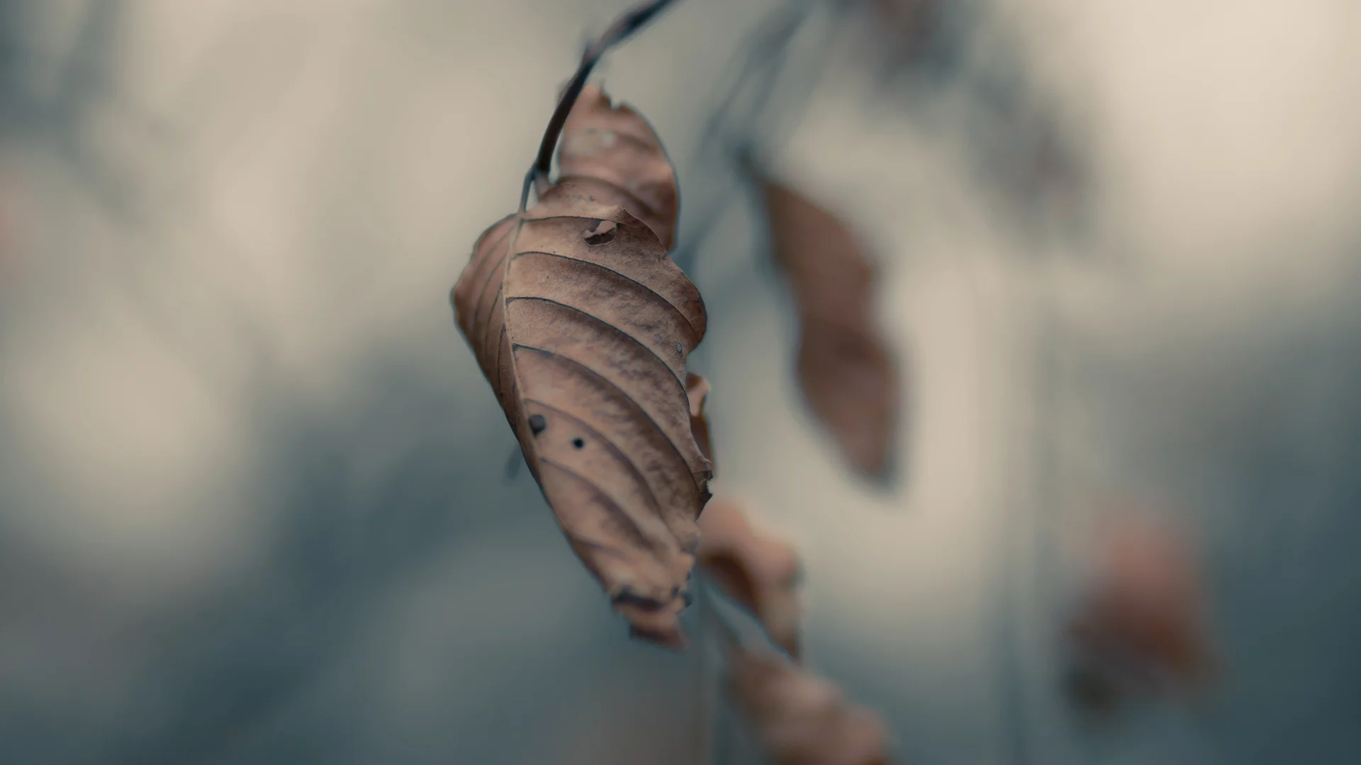 листья, макро, серость, autumn, осень, ветвь