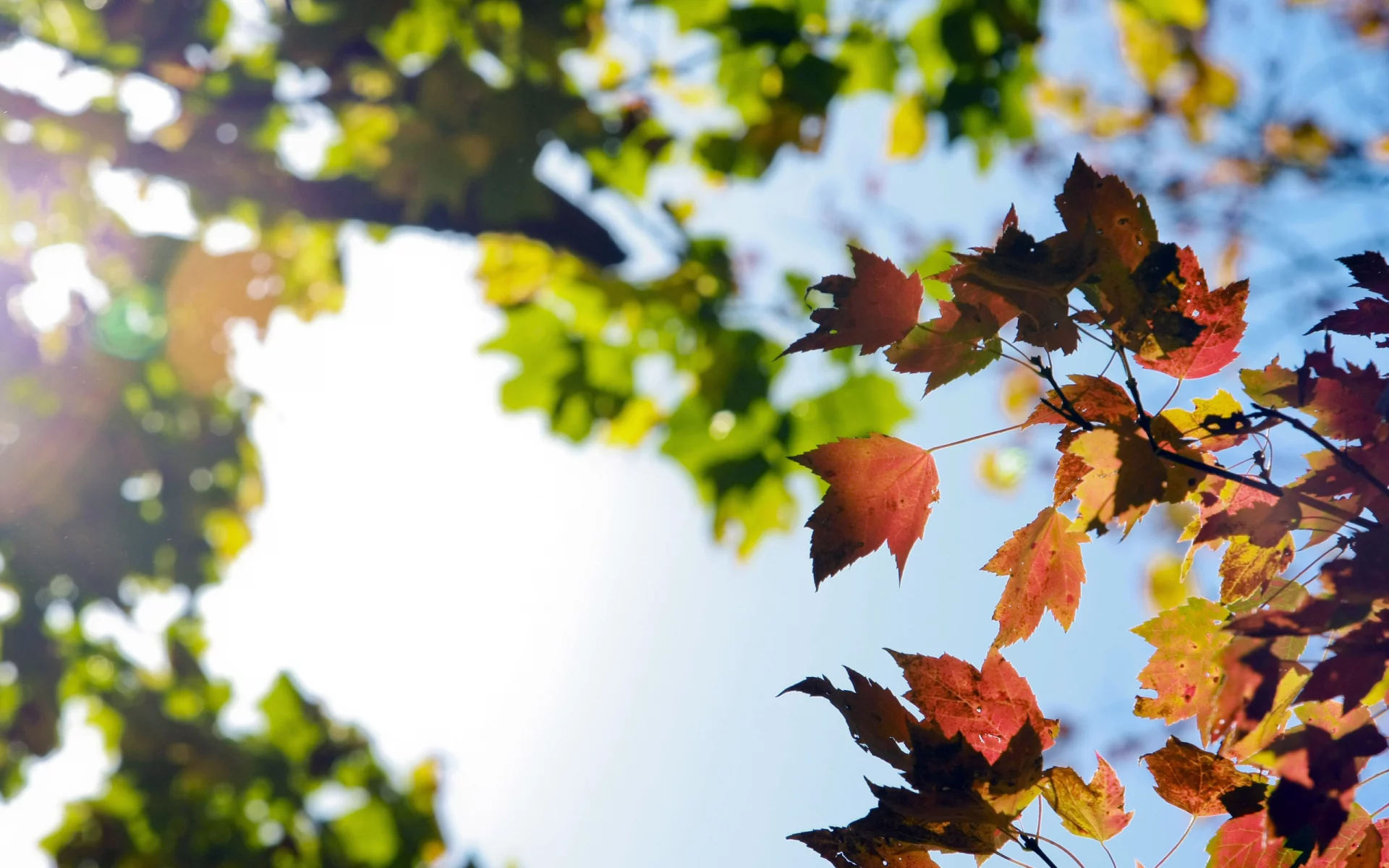 red, autumn, осень, свет, sun, небо, макро, зеленые, colors, листья, orange, leaves, sky, красные, желтые, оранжевые, солнце, yellow, fall