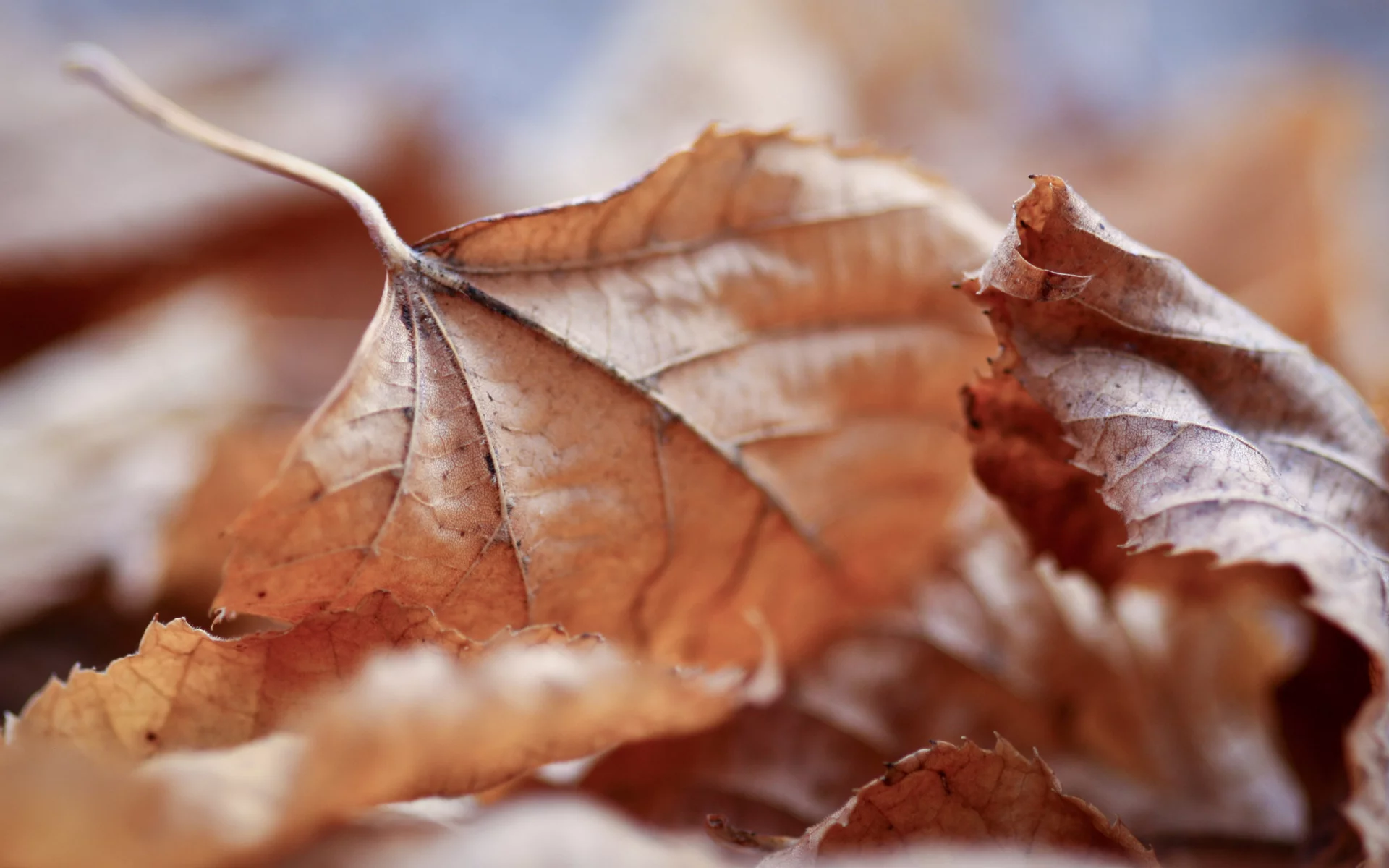 leaves, макро обои, осень, full hd wallpapers 2560x1440, осенние картинки на рабочий стол, листья, leaf walls