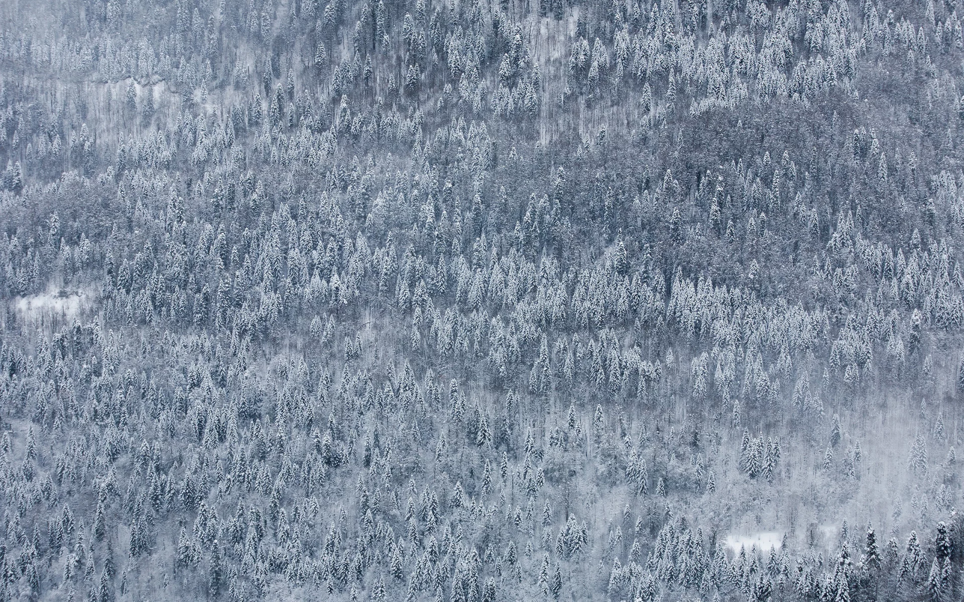 красная поляна, природа, дмитрий чистопрудов, пейзаж, wallpaper, снег, россия, зима, обои, край, лес, гора, сочи, краснодарский