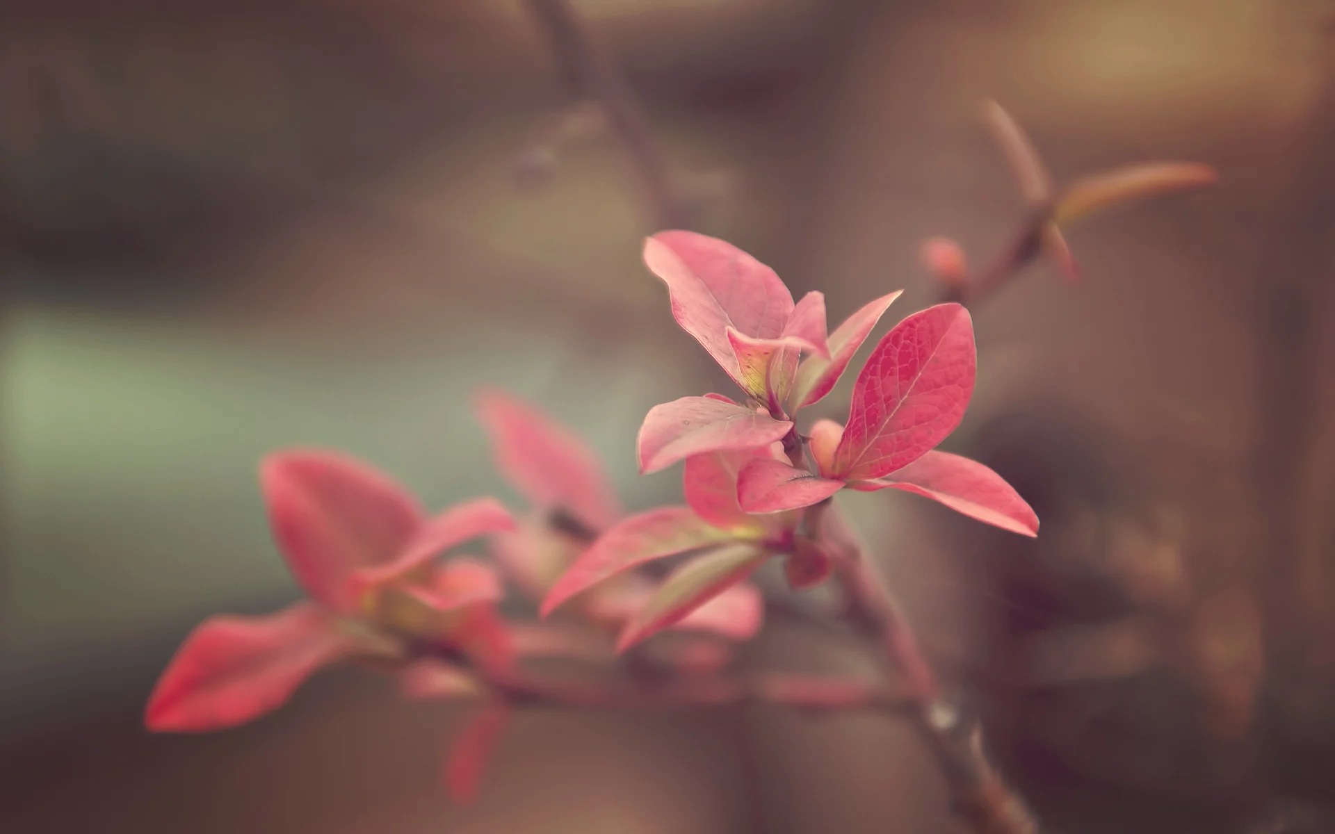 красные, mini fall, листья