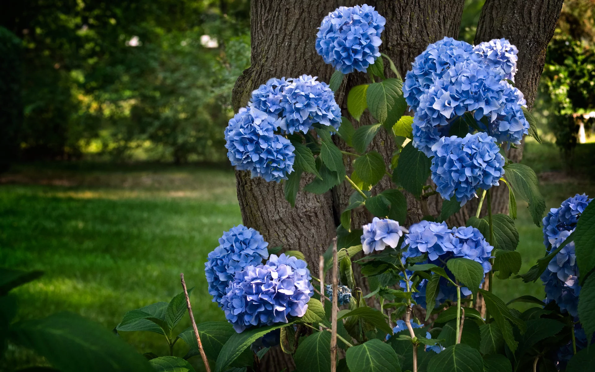 hydrangea, гортензия, синий, дерево, природа, ствол, цветы