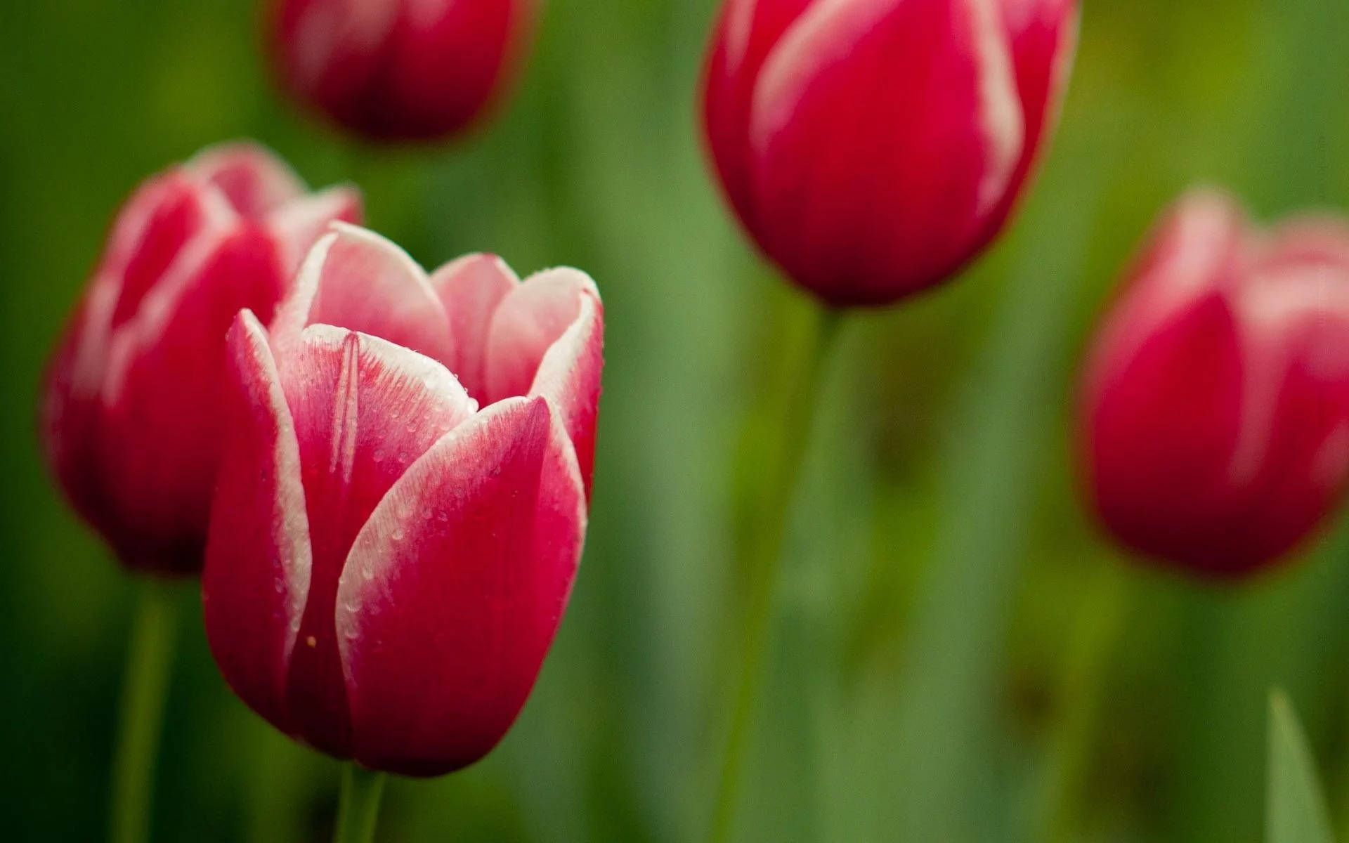 цветы, тюльпаны, flower, стебли, лепестки