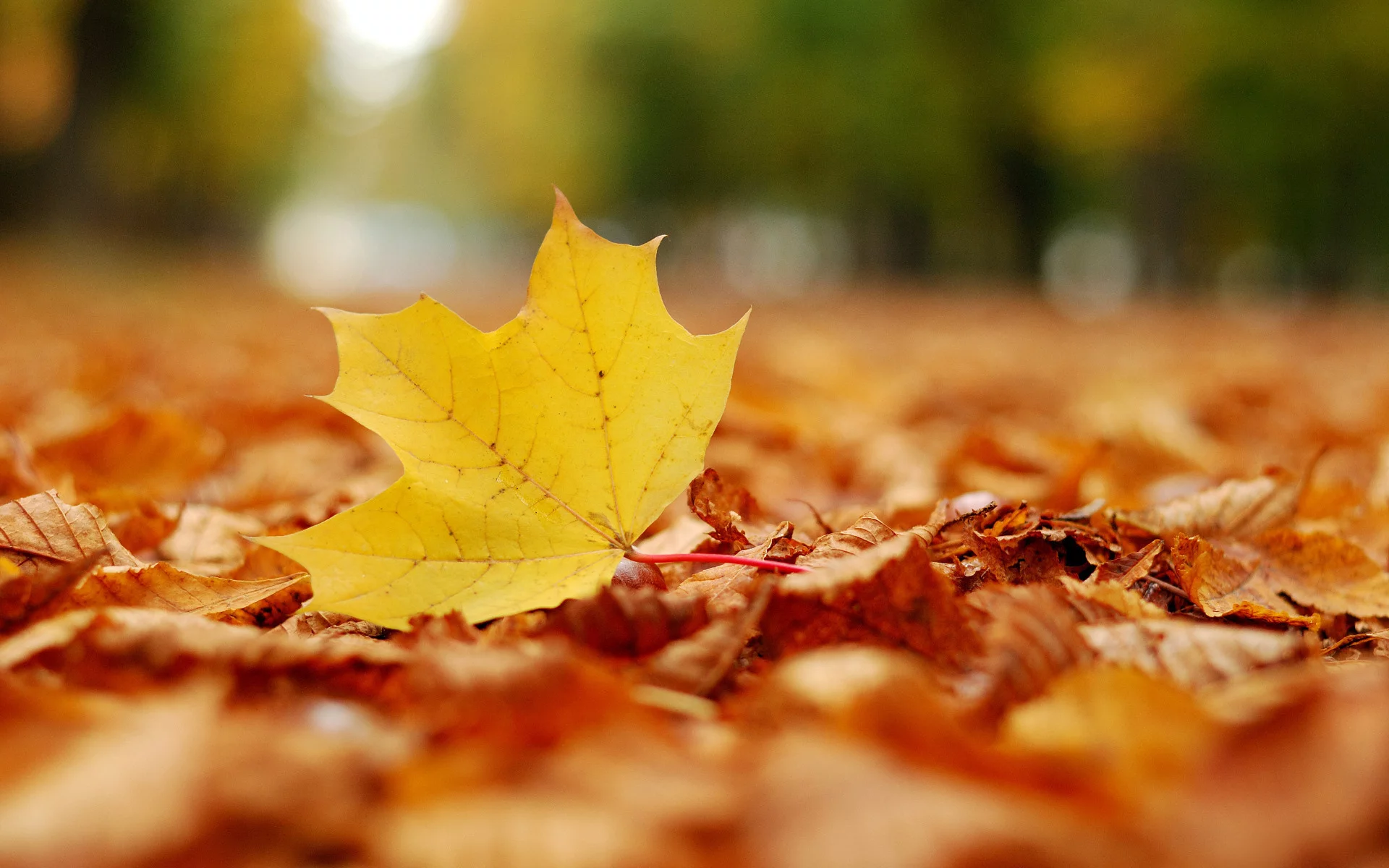 макро фото, жёлтый лист, leaf, autumn leaves, листва, осенние картинки, листопад, листья, листики, парк, листки, осень, настроение