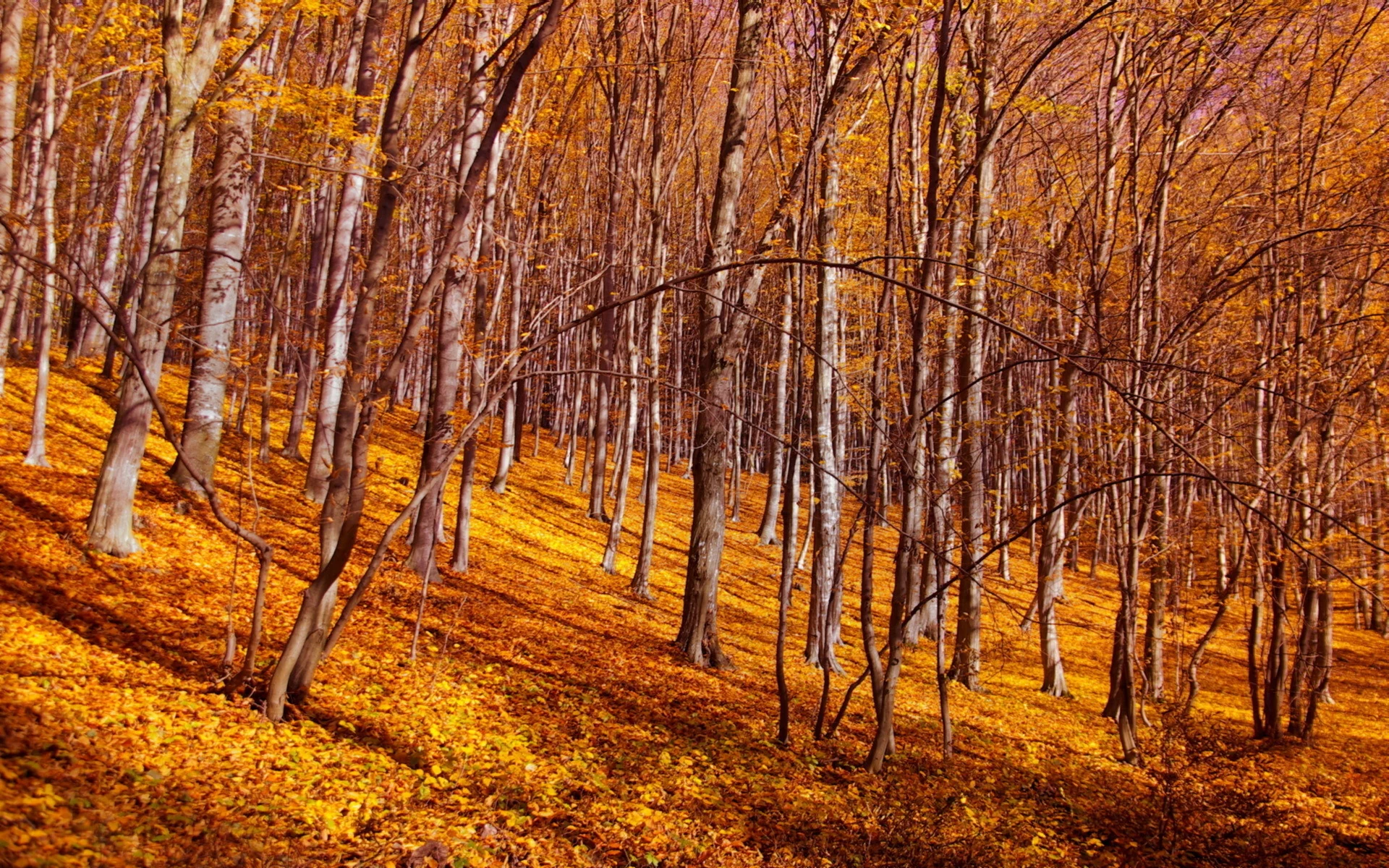 осень, листья, лес