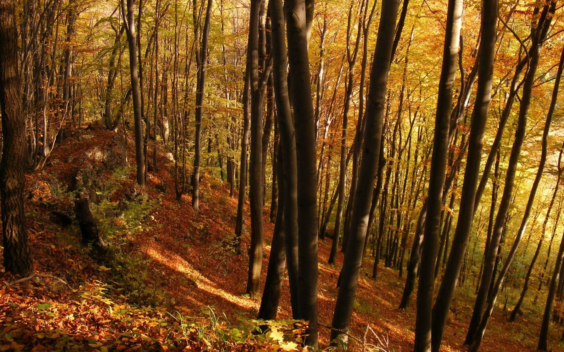 деревья, осень, лес