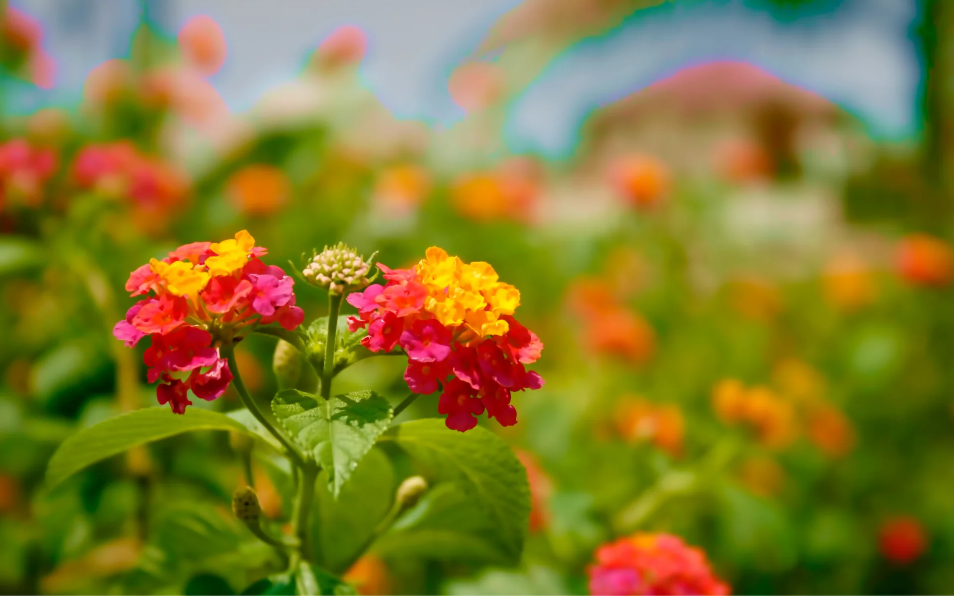 bloom, яркие, цветение