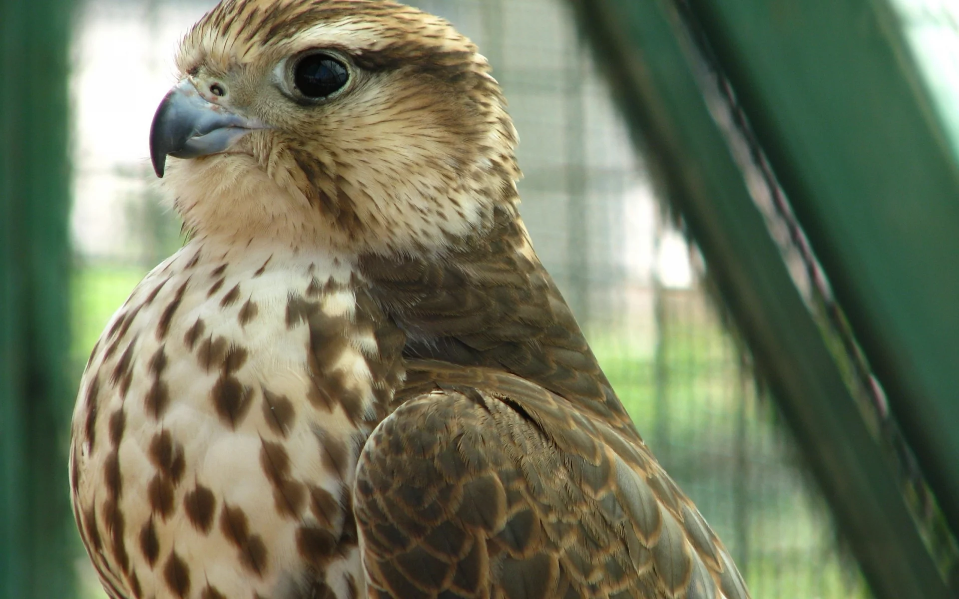 хищник, кречет, merlin, птица