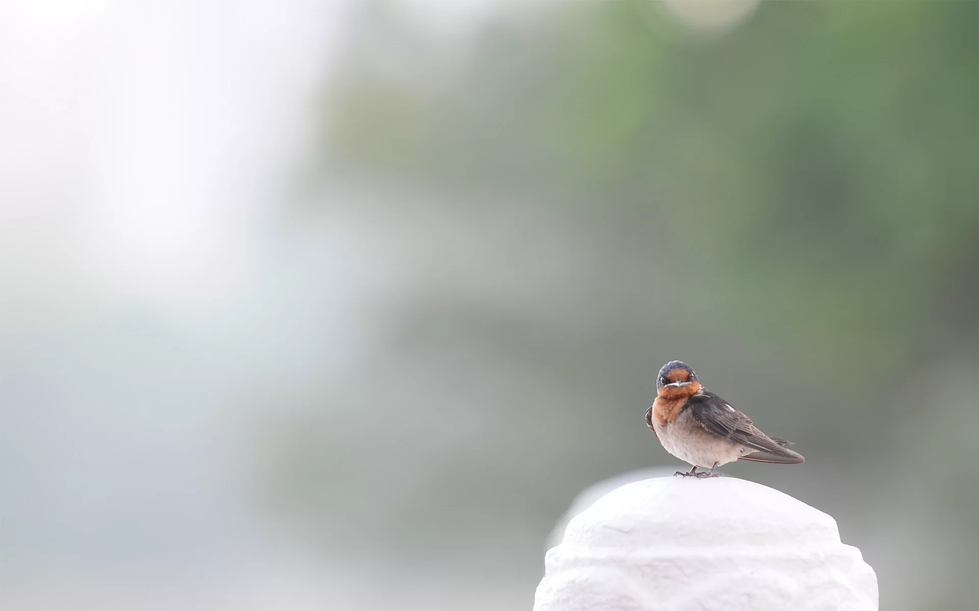 воробей, sparrow, птица