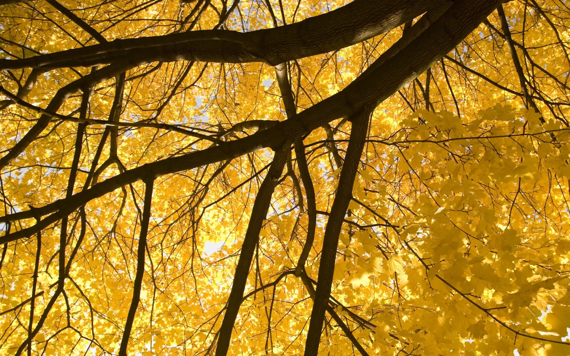 leaves, 2560x1600, autumn, nature, природа, дерево, листва, листья, branches, осень, tree, ветки