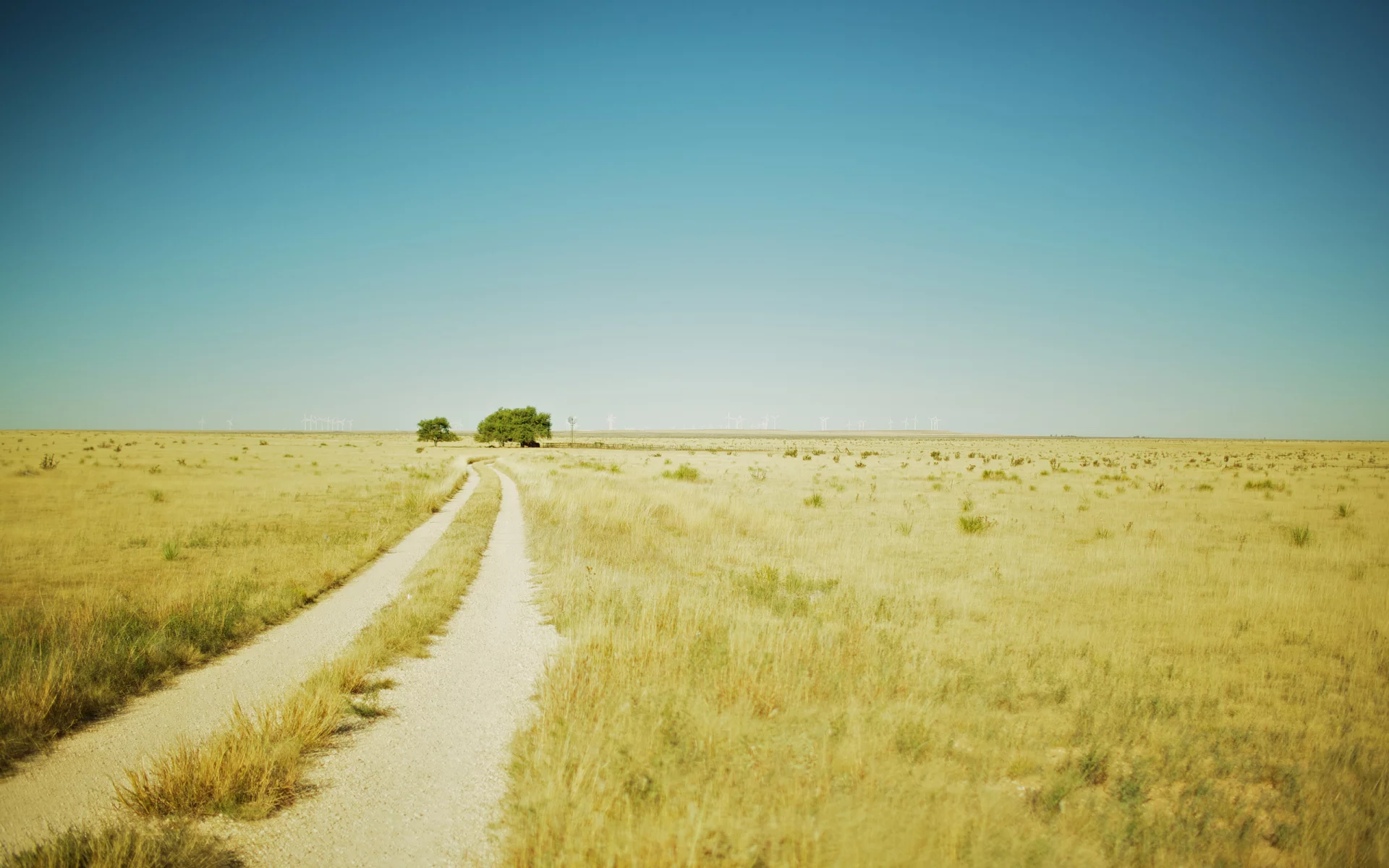 природа, поля, new mexico, мексика, вид, mexica, пейзажи, деревья, поле, нью мехико, трава, фото, дерево