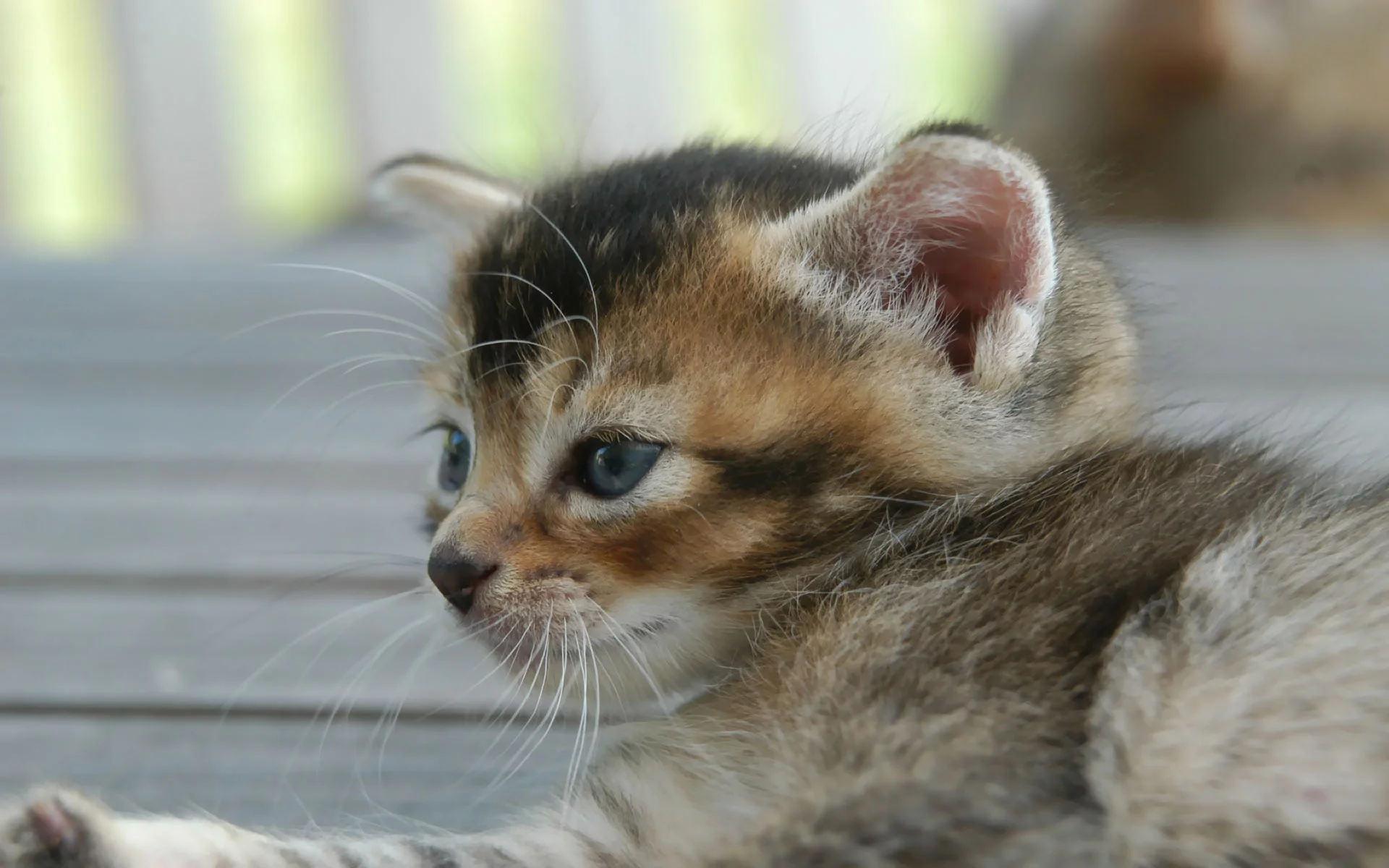 котенок, обои, улица