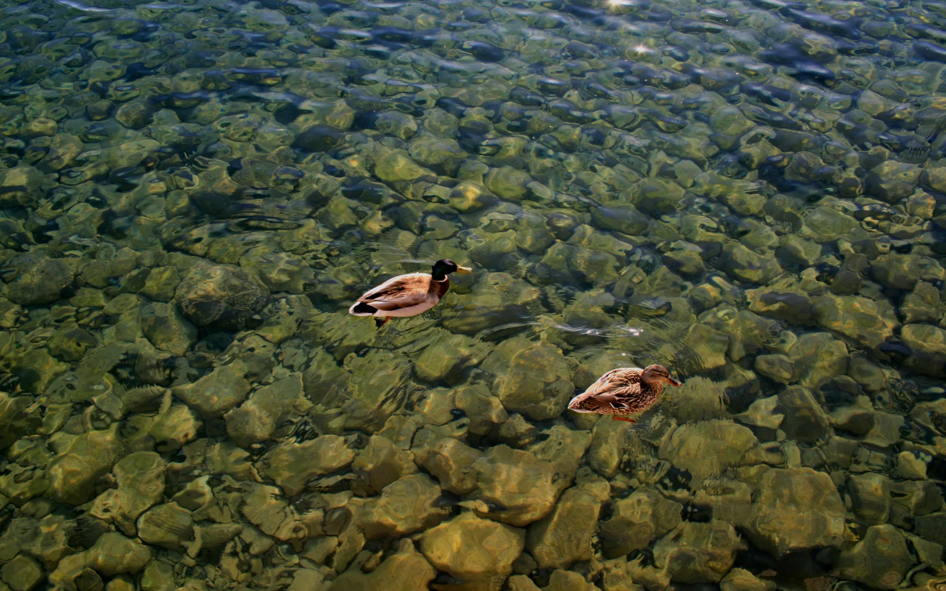 озеро, вода, утки, птицы