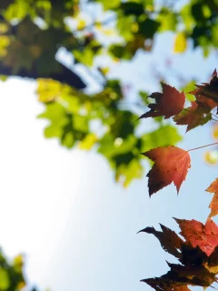 red, autumn, осень, свет, sun, небо, макро, зеленые, colors, листья, orange, leaves, sky, красные, желтые, оранжевые, солнце, yellow, fall