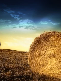 роллы, поле, небо