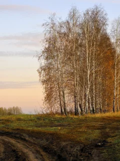 осень, дорога, берёзы