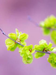 весна, почки, ветки, листики
