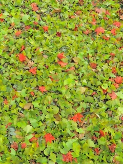 nakajima park, листва, текстура, природа, осень, листья