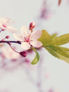 макро, лепестки, цветок, сакура, цветение, цветы, вишня, природа, весна