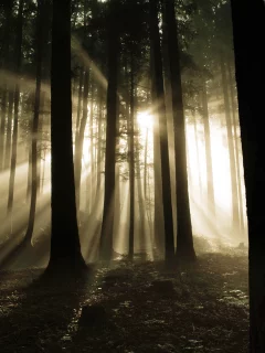 свет, лес, дримучий
