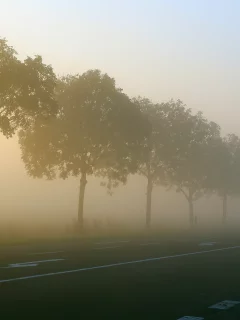 туман, деревья, дорога