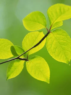 spring, макро, природа, зеленые, green, листья, ветка, зелень, цвет, весна