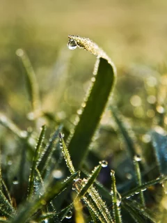 макро, природа, роса, трава, зелень, капли, green