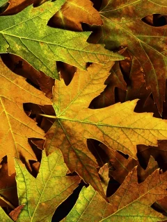 листва, макро, фото, листья, macro, autumn, осень, природа