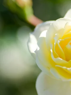цветы, природа, красота