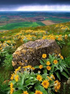 камень, желтые, холмы, ландшафт, тучи, цветы
