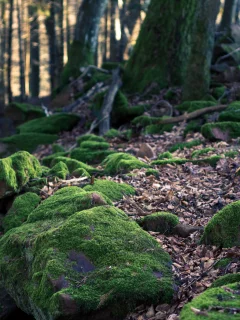 nature, корни, листья, деревья, лес, камни, природа
