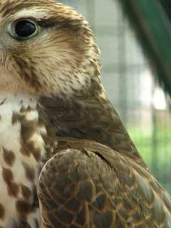 хищник, кречет, merlin, птица
