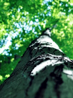 кора, свет, лето, природа, nature, дерево, небо, зелень, крона, ствол, листва, макро