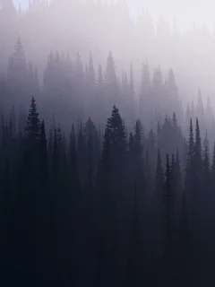 лес, туман, ель