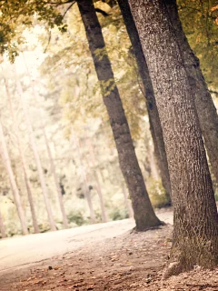 деревья, листья, природа, nature, landscape, greenery, листва, пейзаж, лес, leaves, зелень, свет, leaf, trees, light, 2560x1600, forest