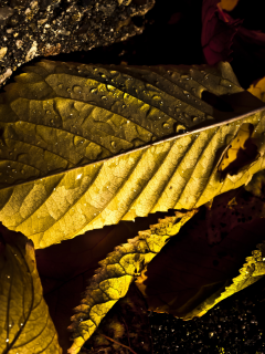 макросъемка, фото, ракурс, капли, свет, листья, осень