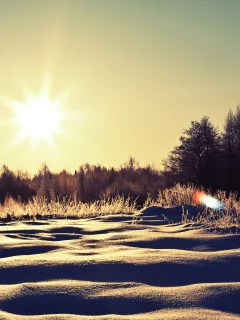 солнце, снег, сугробы, природа, деревья, зима