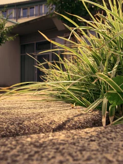 grass, трава, макро, деревья, trees, sidewalk, 2560x1600, дом, house, macro, тротуар, edge, бордюр